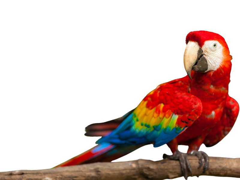 Productos para pájaros